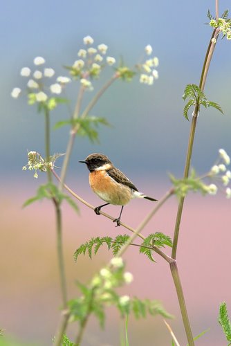 Stone_Chat